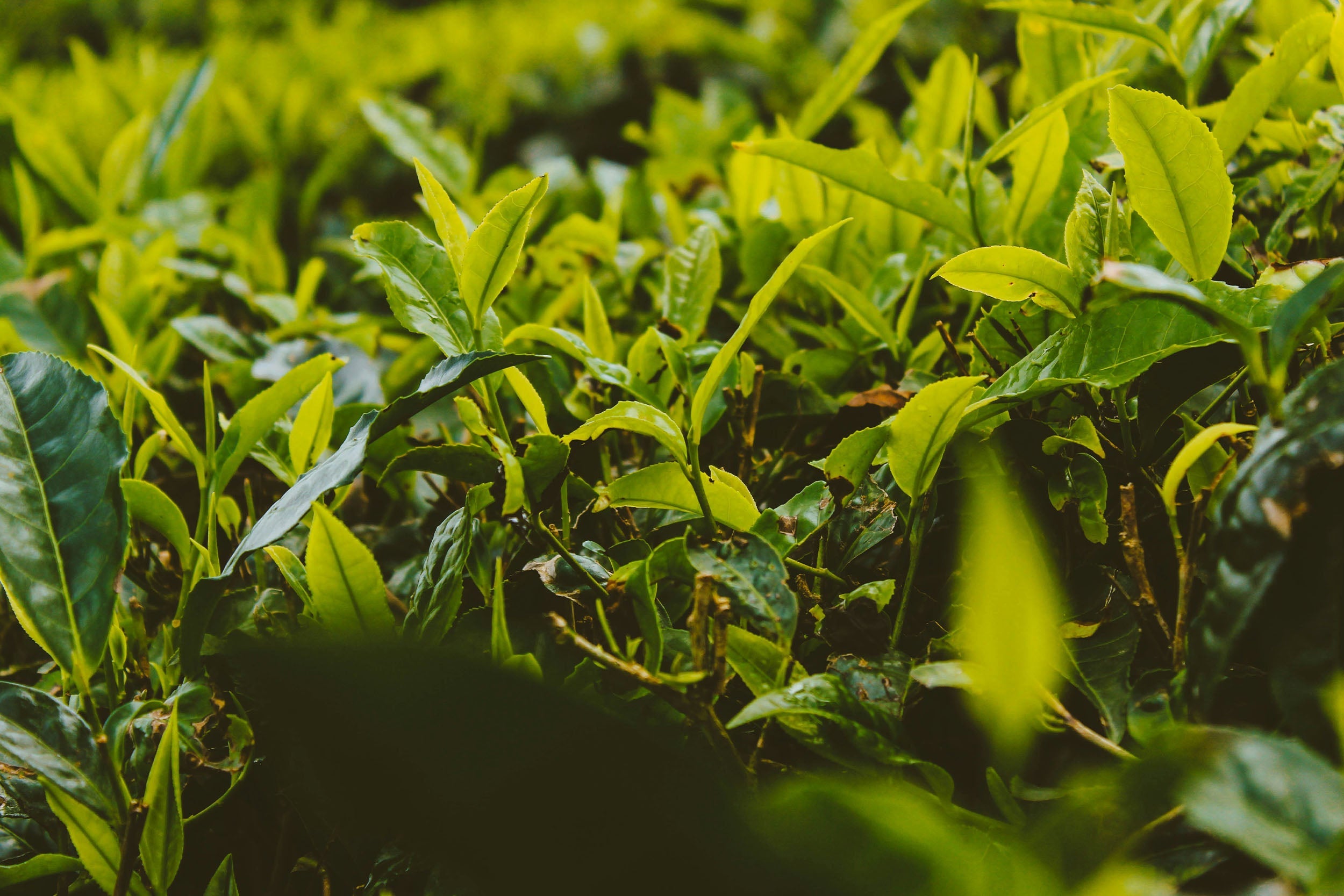 Grüner Tee kaufen Guide