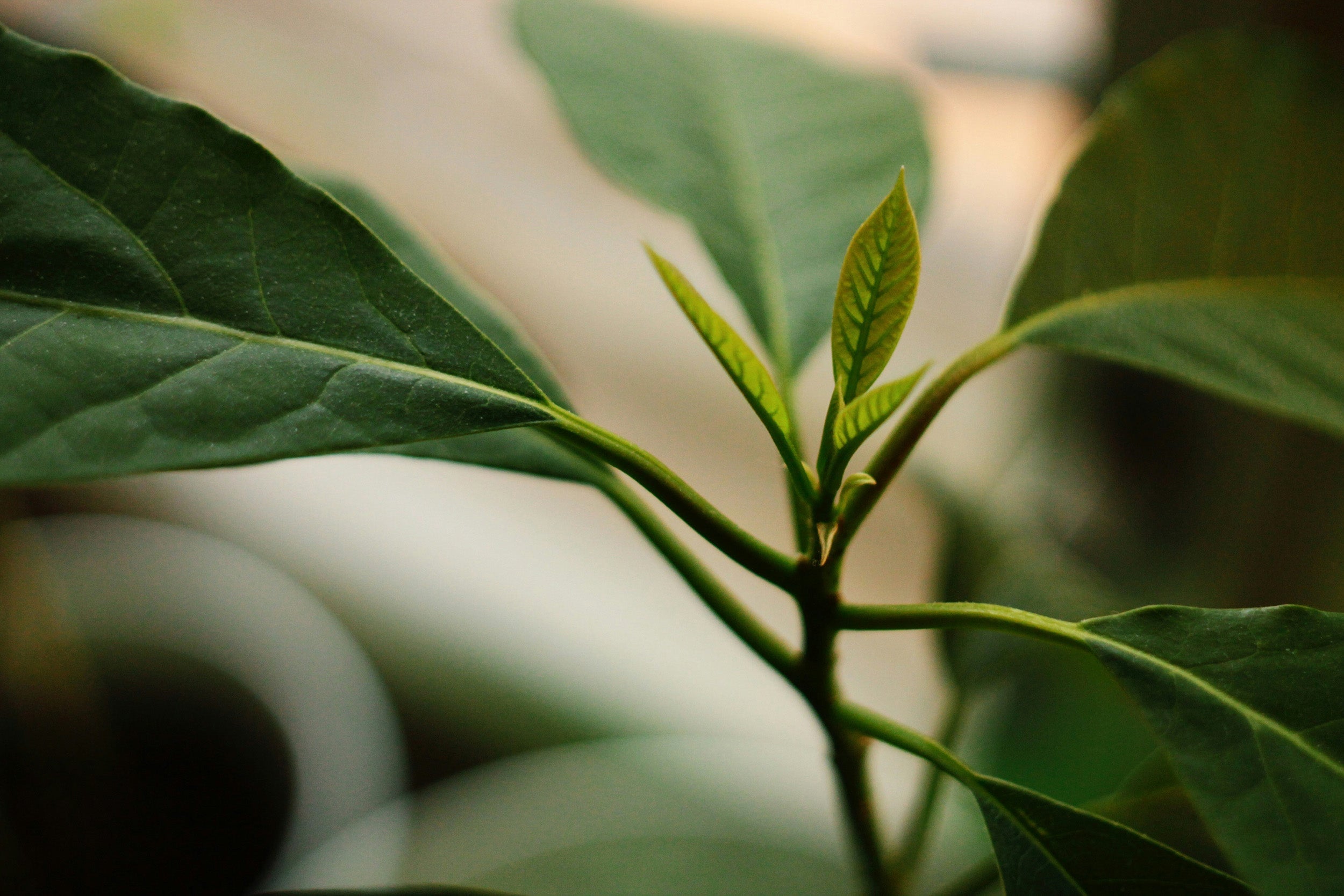 Grüntee mit Erdbeere und Ananas - 7 Grüne Köstlichkeiten