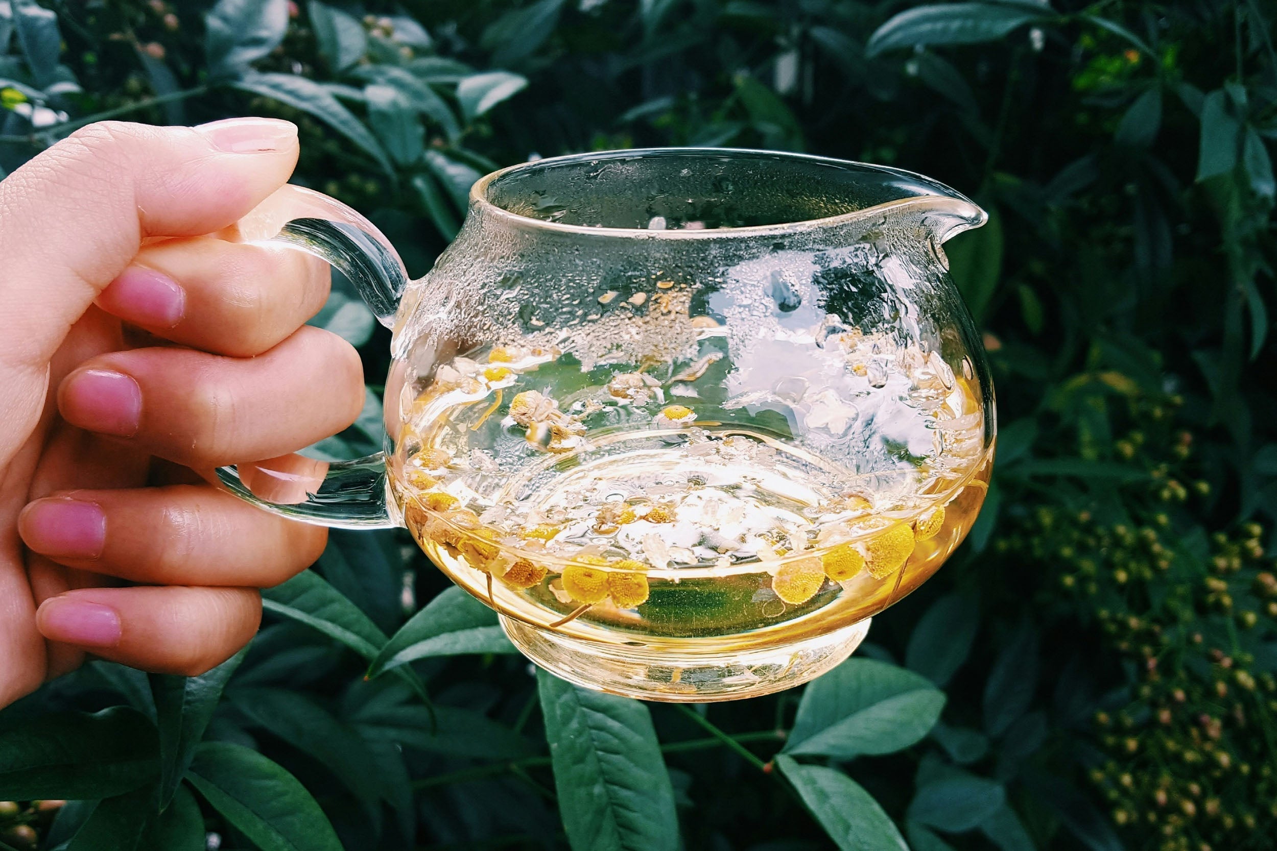 Premium Kräutertee online kaufen