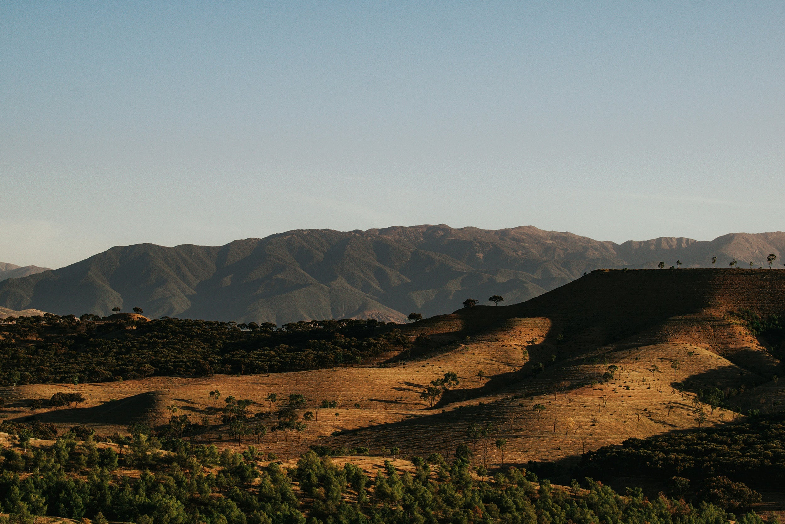 Marokanischer Minztee kaufen